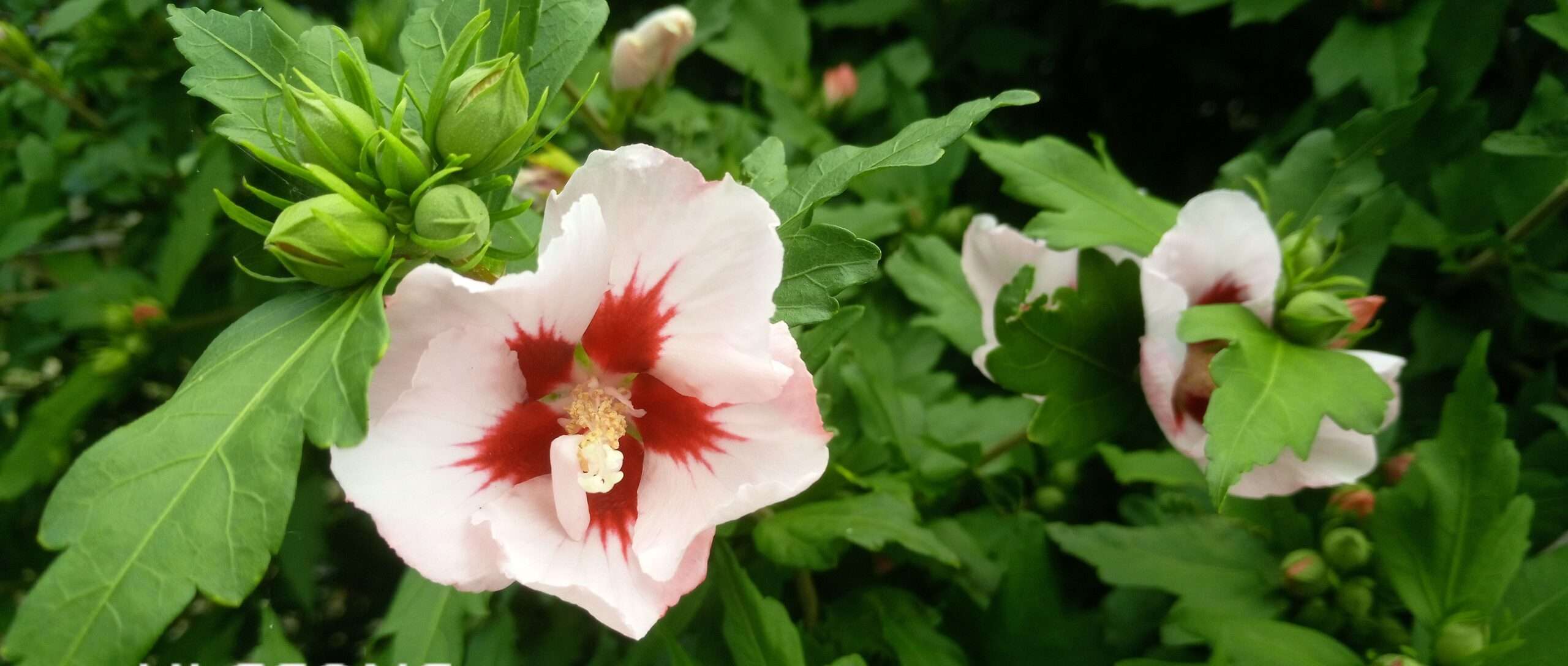 Blumen am Jobcenter in Neustadt an der Weinstraße