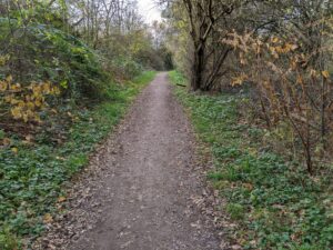 a dirt path through a forest